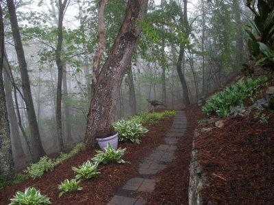 IMG_7794 Foggy Mountain Morning