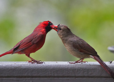 IMG_3362 Male cardinal feeding female