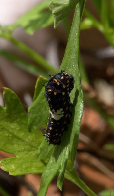 P5050089 black swallowtail instar 2? 
