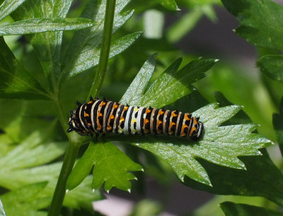 P5050088 black swallowtail instar 2? from top