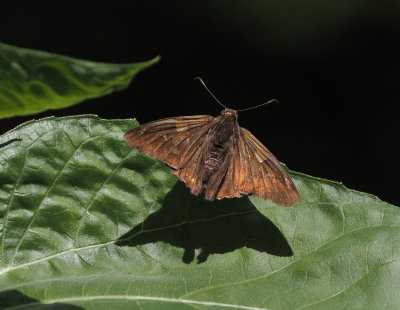 P6270160 Skipper on Sunflower Leaf