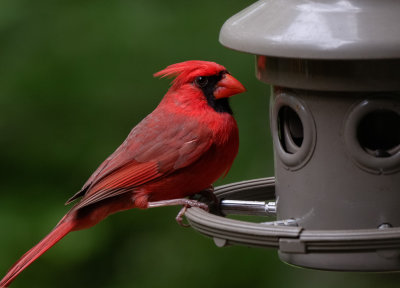 P7040012 Cardinal