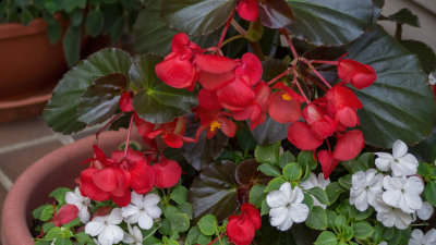 SIL40044 begonia and impatiens