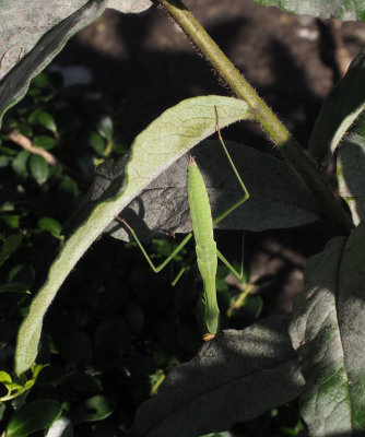 With Milkweed Aphid