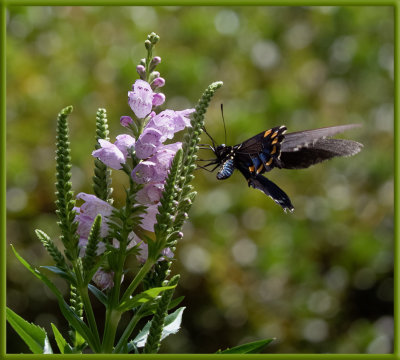 PZ010027 Black Swallowtail Butterfly