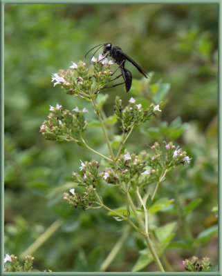 PZ020058 Mud Dauber Wasp on Oregano