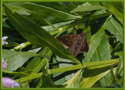 P8060034 Silver Spotted Skipper Wings Spread