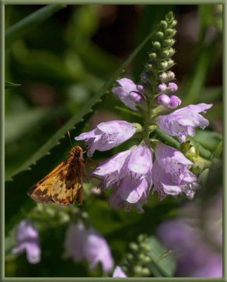 P8060069 Maybe a Fiery Skipper?