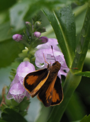 P8080104 Fiery Skipper?