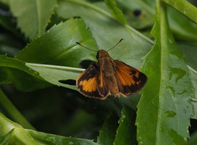 P8080114 I think it's a fiery skipper