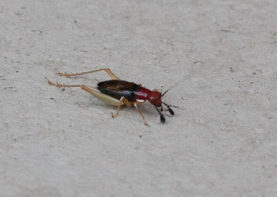_MG_9082 Red Headed Bush Cricket - Phyllopalpus pulchellus