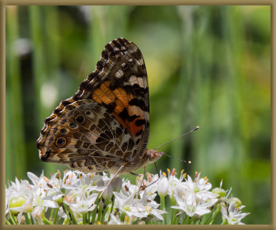 P8180010 Painted Lady - Still Around