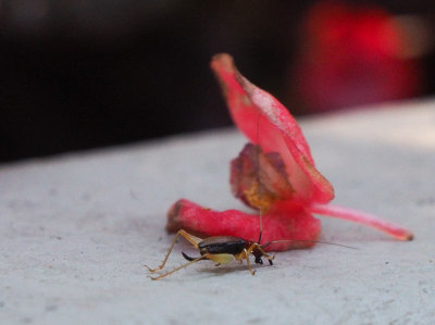 PZ220142 fallen begonia blossom and cricket