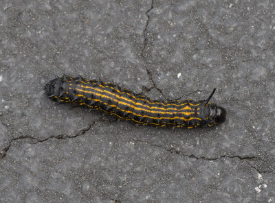 SIL30121 yellow and black striped caterpillar?