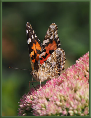 PZ300038 Painted Lady Butterflies are Show-offs
