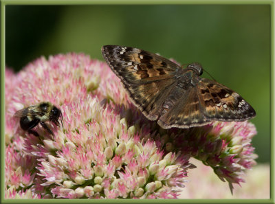 IMG_4277 Horace's Duskwing Butterfly