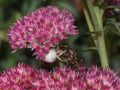 PZ180082 Crab spider finally caught something!