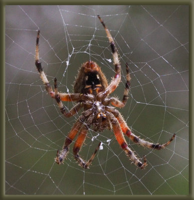 PZ230122 On my sliding door this morning