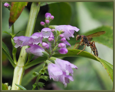 PZ140064 Isn't this paper wasp handsome?