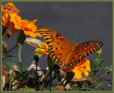 PZ140191 Gulf Fritillary Butterfly - Female