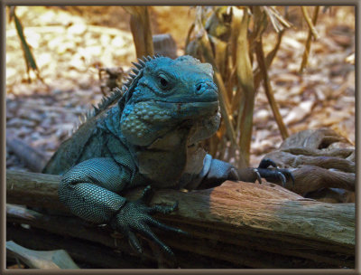 DSC00815 iguana