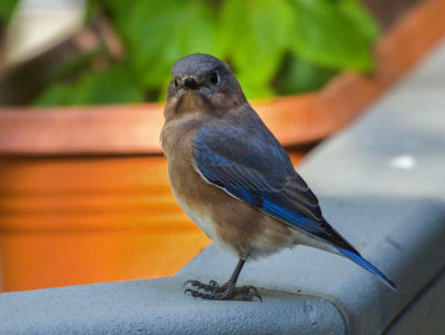 DSC01033 bluebird notices me