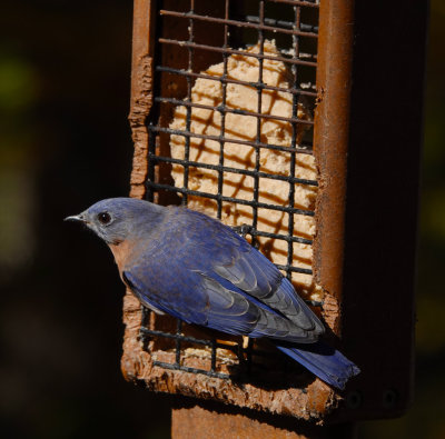 Checking out continuous + manual focus and focus peaking