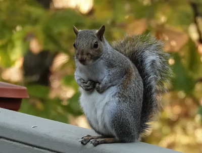 DSC01164 squirrel