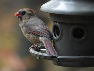 DSC01279 female cardinal