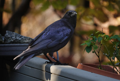 DSC01288 crow 