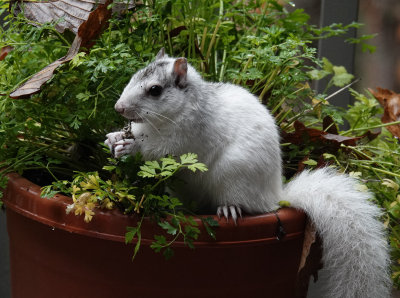 DSC01738 In my parsley pot?!!!!