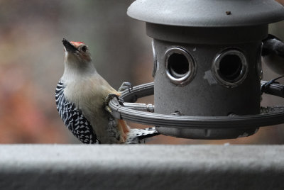 DSC01743 This is awkward - fill that suet cage, please!