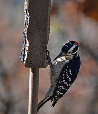 DSC01792 male downy woodpecker