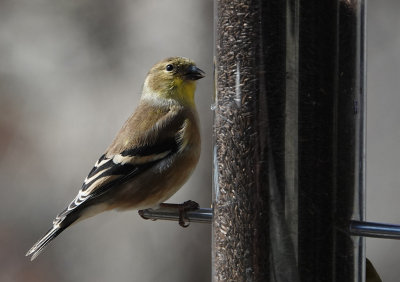 DSC02346 American Goldfinch - Female in Winter Plumage