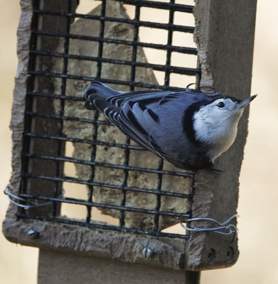 DSC02876 Nuthatches are always good for a smile