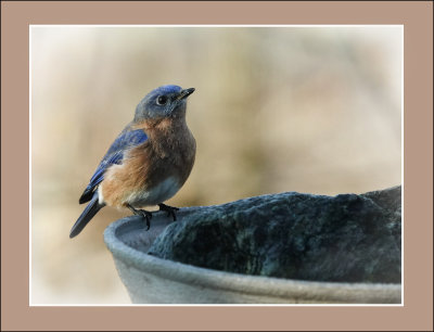 Framed Bluebird