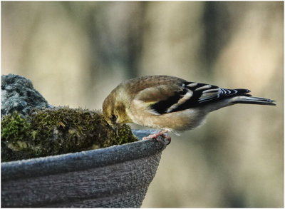 DSC03113 goldfinch.jpg