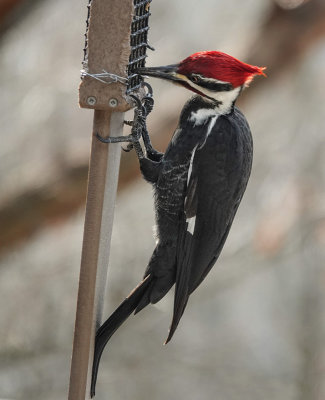 DSC03131 Male Pileated Woodpecker