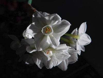 DSC03632 paper white narcisus in spot of sun