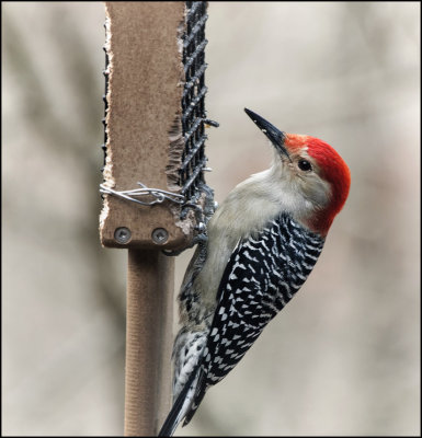 DSC03819_Red Bellied Woodpecker