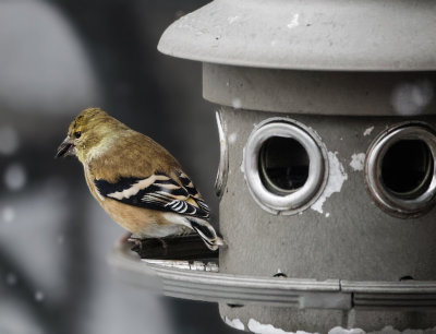 DSC03851_DxO Goldfinch