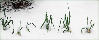 DSC03908 green onions