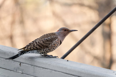 DSC04048 Female Northern Flicker