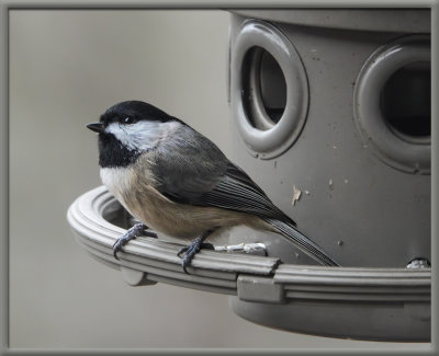 DSC04253 chickadee