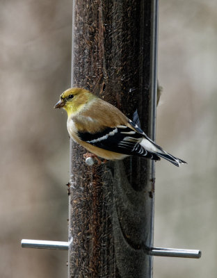 DSC04284_DxO Goldfinch