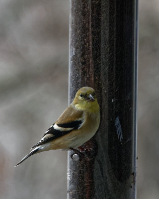 DSC04299_DxO goldfinch