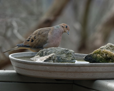 DSC04337_DxO Dove