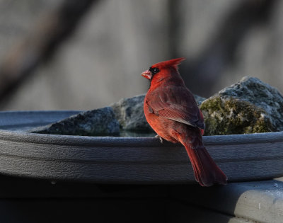 DSC04684 Cardinal