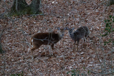 DSC04770_DxO Two does this morning
