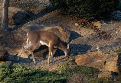 DSC04808_DxO grazing